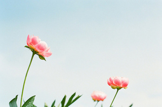 tumblr_m6aljv47P11qaikpfo1_1280_large.jpg